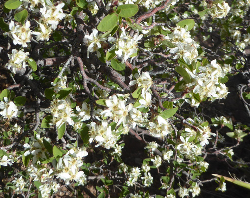 Utah Serviceberry (Amelanchier utahensis)