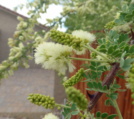 Texas Honey Mesquite (Prosopis glandulosa)