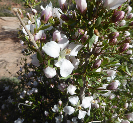 Cliff Fendlerbush (Fendlera rupicola)