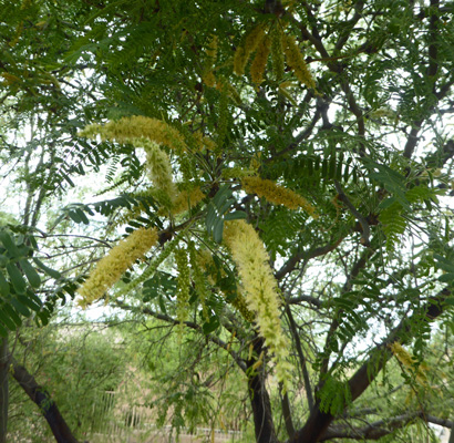 Velvet Mesquite (Prosopis velutina)