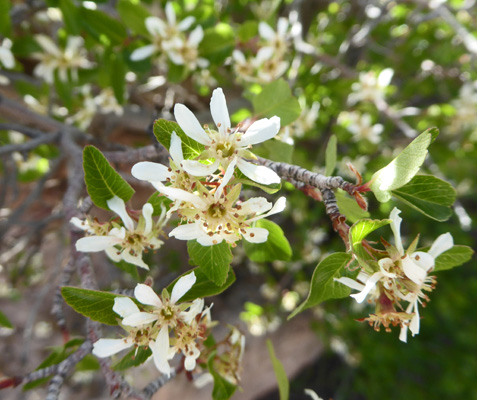 Utah Serviceberry