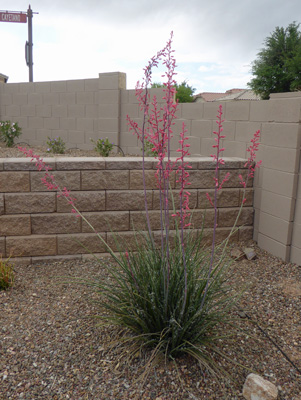 Red yucca