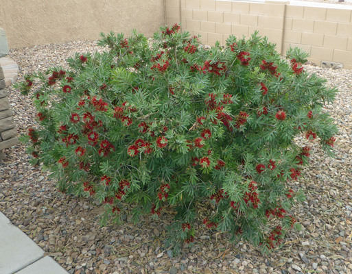 Bottle brush