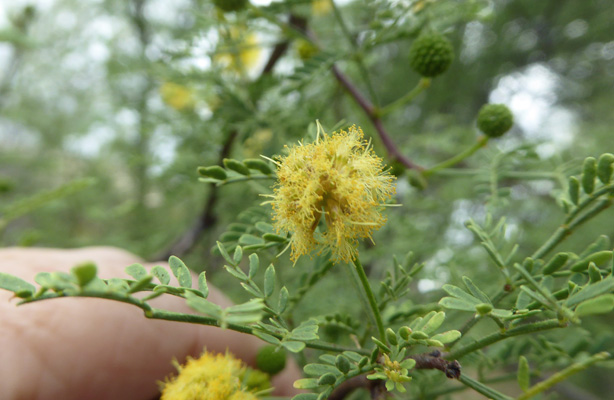 Acacia