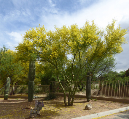 Palo Verde