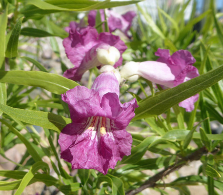 Burgundy Desert Willows (Chilopsis linearis 'Burgundy')