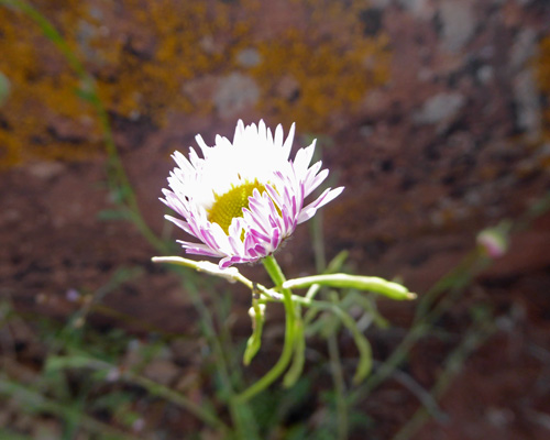 Spreading Fleabane (Erigeron divergens)