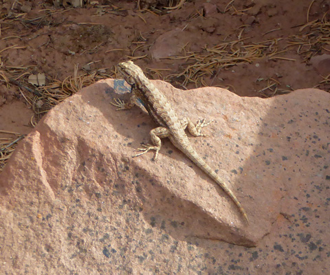 Lizard on a rock