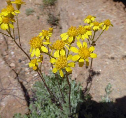 Lobeleaf Groundsel(Packera multilobata)