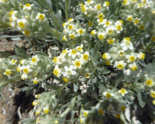 Tawny Catseye (Cryptantha fulvocanescens)