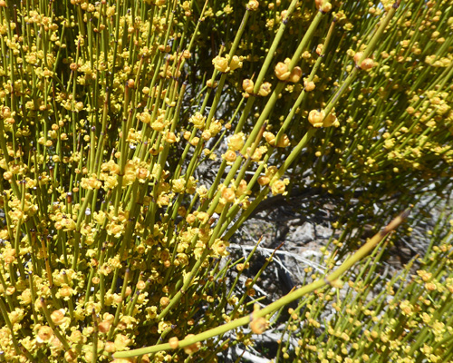 Mormon Tea (Ephedra viridis)