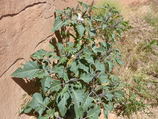 Sacred Datura (Datura wrightii)