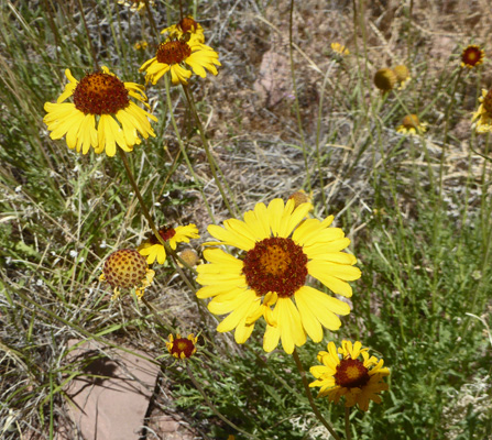 Red-domed Blanketflower (Gaillardia pinnatifida)