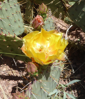 Plains Prickly Pear (Opuntia polyacantha) 