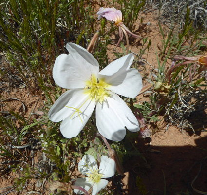 Tufted Evening-primrose (Oenothera cespitosa)