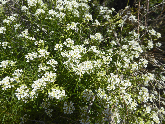 Mountain Pepperweed (Lepidium montanum)