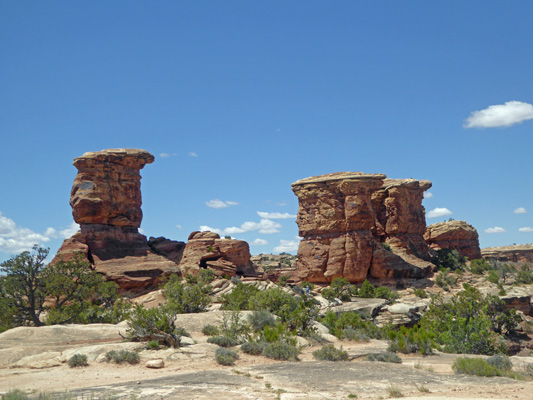 Canyonlands mushrooms