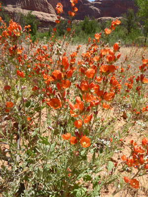 Scarlet Globemallow (Sphaeralcea coccinea)