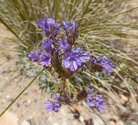 Notch-leaved Phacelia (Phacelia crenulata)