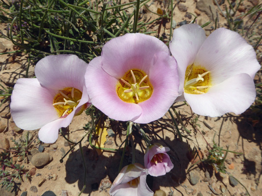 Sego Lilies (Calochortus-nuttallii)