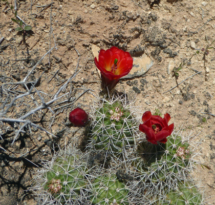 Kingcup Cactus (Echinocereus triglochidiatus)