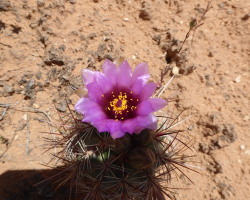 Smallflower Fishhook Cactus (Sclerocactus parviflorus)