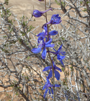 Tall Mountain Larkspur (Delphinium scaposum)