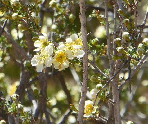 Stansbury's Cliffrose (Purshia stansburyana)