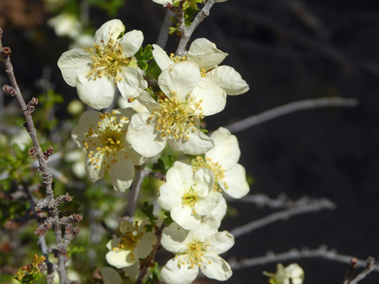 Stansbury's Cliffrose (Purshia stansburyana)