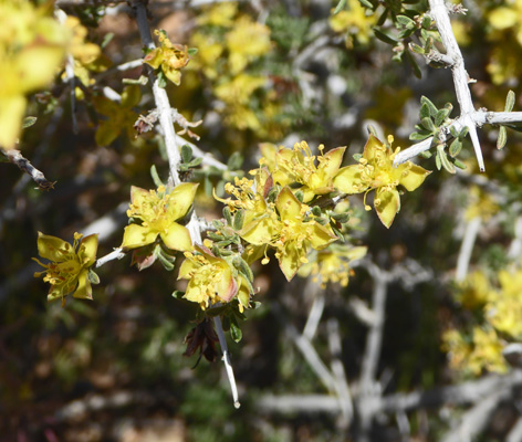 Blackbrush (Coleogyne ramosissima)