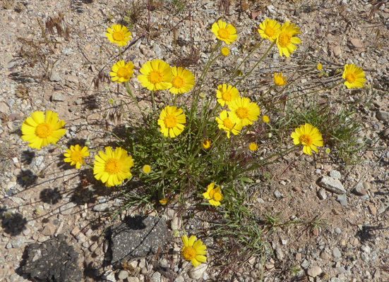 Ives' Fournerved Daisy (Tetraneuris ivesiana)