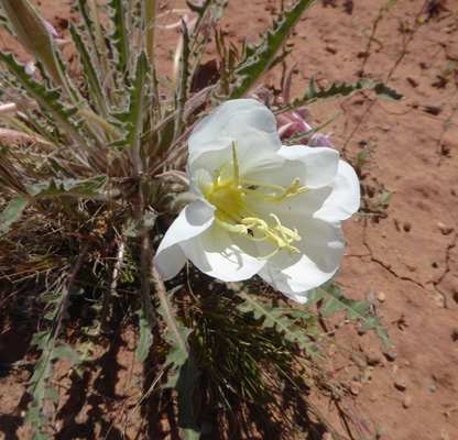 Tufted Evening Primroses (Oenothera cespitosa)