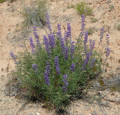 Lupine