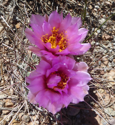 Whipple's Fishhook Cactus (Sclerocactus whipplei)