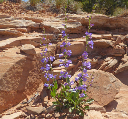 Penstemon