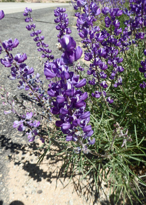 Silvery Lupine (Lupinus argenteus)