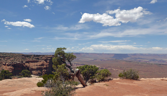 Juniper at Orange Cliffs