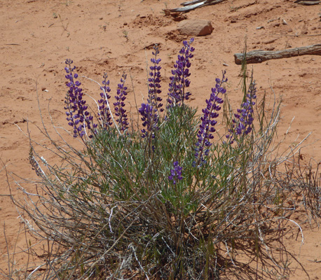 Lupine