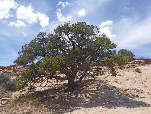 Pinyon Pine