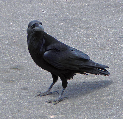 Raven