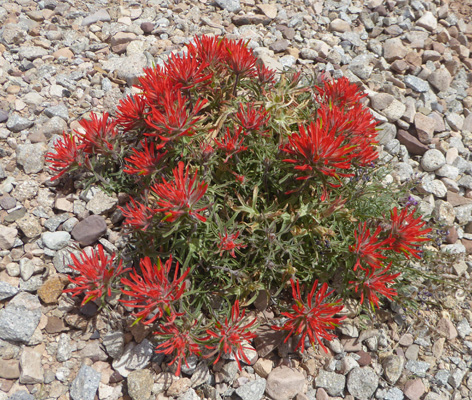 Rough Paintbrush (Castilleja scabrida)