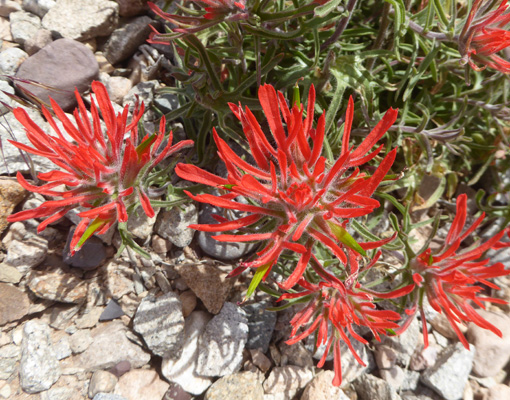 Rough Paintbrush (Castilleja scabrida)