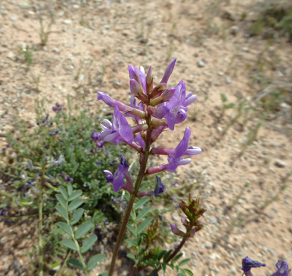 Wooly Milkvetch (Astragalus mollissimus)