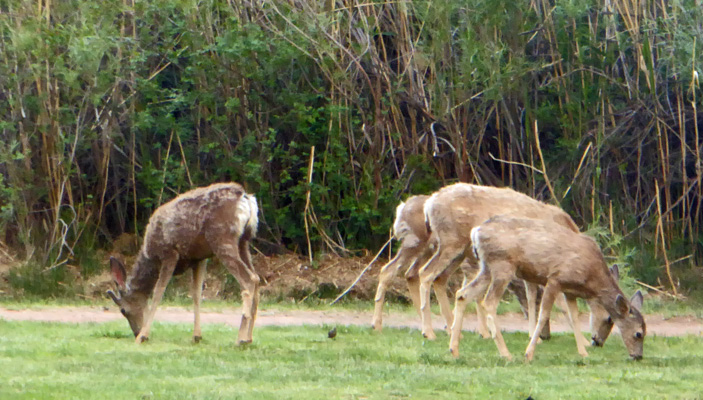 Deer Fruita