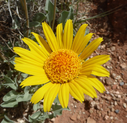 Naked-stem Sunray (Enceliopsis nudicaulis)