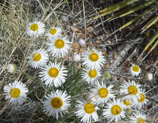 Shaggy Fleabane (Erigeron pumilus)