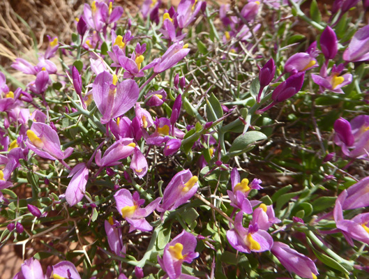 Spiny Milkweed (Polygala subspinosa)