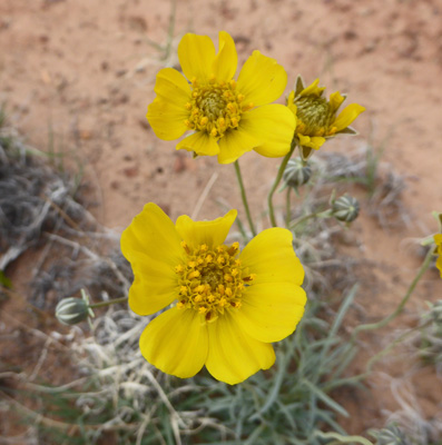 Navajo Tea (Thelesperma subnudum)