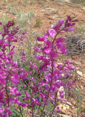 Purple Locoweed (Oxytropis lambertii).