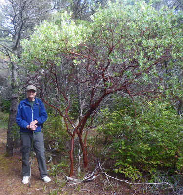 Walter Cooke Manzanita bush
